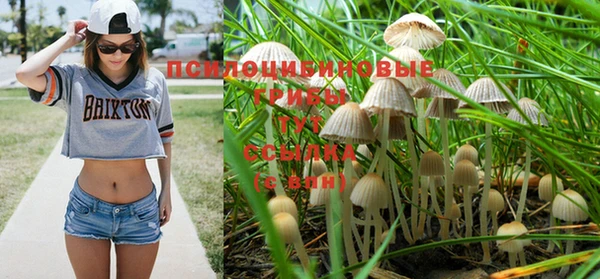 стаф Пересвет